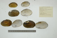 Lampsilis hydiana image