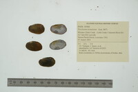 Toxolasma texasiense image