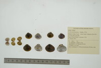 Corbicula fluminea image