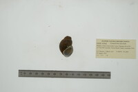 Campeloma decisum image