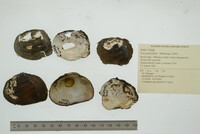 Fusconaia flava image