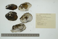 Lampsilis hydiana image