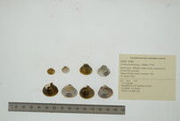 Corbicula fluminea image