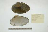 Pyganodon grandis image