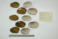 Lampsilis hydiana image