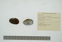 Toxolasma texasiense image