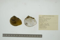 Obliquaria reflexa image