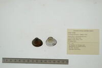 Corbicula fluminea image