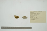 Dreissena polymorpha image