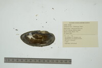 Lampsilis teres image