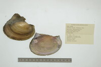 Potamilus ohiensis image