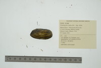 Utterbackia imbecillis image