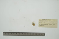 Lioplax sulculosa image