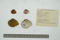 Truncilla truncata image