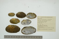 Venustaconcha ellipsiformis image