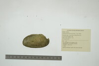 Anodontoides ferussacianus image