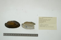 Anodontoides ferussacianus image