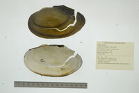 Pyganodon grandis image