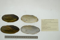 Utterbackia imbecillis image