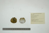 Cyclonaias pustulosa image