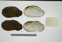 Tritogonia verrucosa image