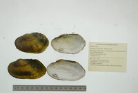 Lampsilis siliquoidea image