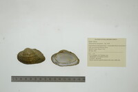 Alasmidonta marginata image