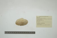 Alasmidonta marginata image