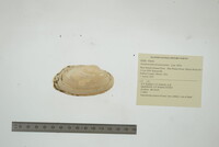 Anodontoides ferussacianus image