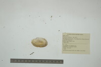 Strophitus undulatus image