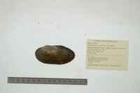 Anodontoides ferussacianus image