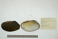 Lasmigona compressa image