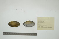 Anodontoides ferussacianus image