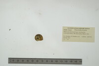 Planorbella trivolvis image