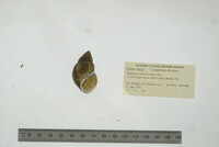 Campeloma decisum image