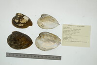 Ellipsaria lineolata image