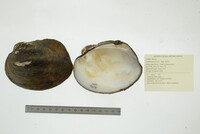 Amblema plicata image