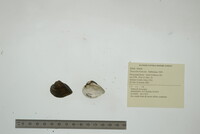 Truncilla truncata image