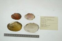 Lampsilis cardium image