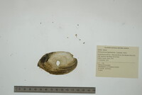 Ortmanniana ligamentina image