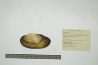 Anodontoides ferussacianus image