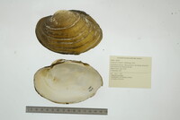 Lampsilis cardium image