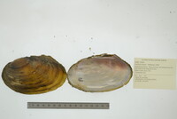 Leptodea fragilis image