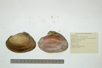 Potamilus ohiensis image