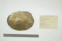 Amblema plicata image