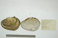 Lampsilis cardium image