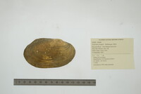 Leptodea fragilis image