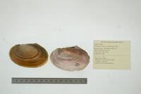 Potamilus ohiensis image