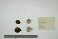 Truncilla truncata image