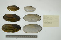 Utterbackia imbecillis image